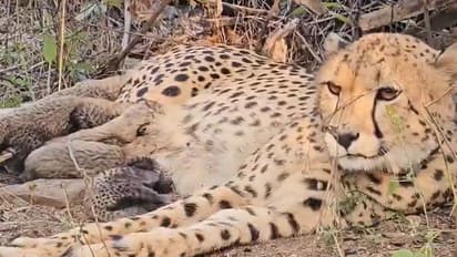 Kuno National Park Indian born cheetah Mukhi gave birth to cubs CM Mohan Yadav