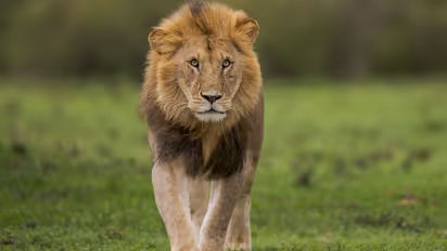 Lion Roar