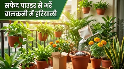 Baking Soda Gardening Tips