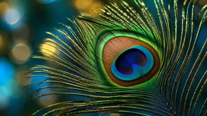Peacock feather Hindu belief