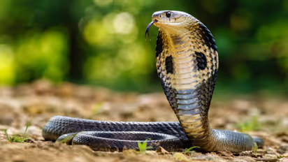 Nag Panchami 2026
