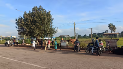 Tragic Accident in Koppal Container Carrying Cows Overturns 8 Dead