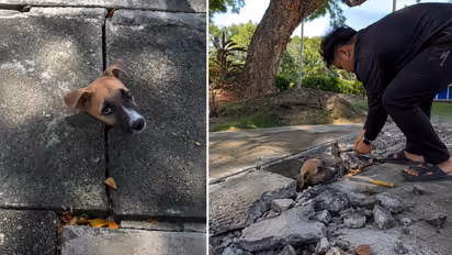Man Hears Puppy Crying Outside His Apartment, Finds Its Head Trapped In Drain And Races To Save It