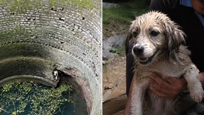man descends into well to rescue dog trapped for five days
