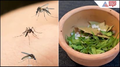 Mosquito
