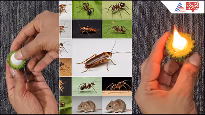 Insects Remedy