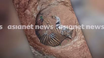 tiger trapped in idukki