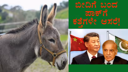  Donkey prices soar in Pakistan