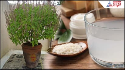 Rice Water for Tulsi Plant