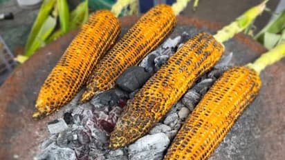 roasted corn