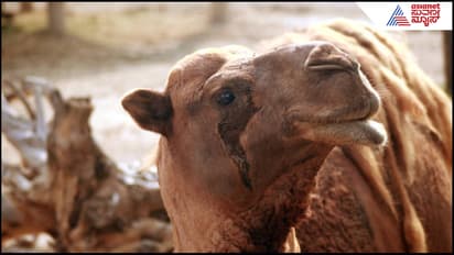 Camel Tears