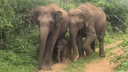 Bannerghatta Biological Park