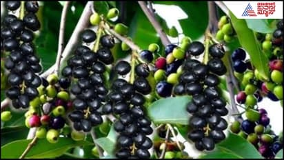 Jamun Tree