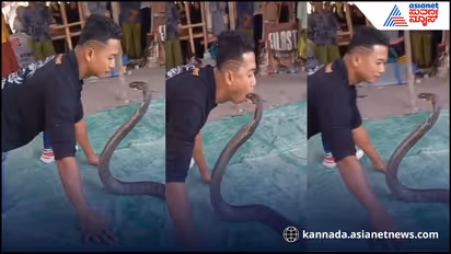 King Cobra