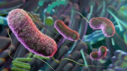 Gut Cell Microbes 