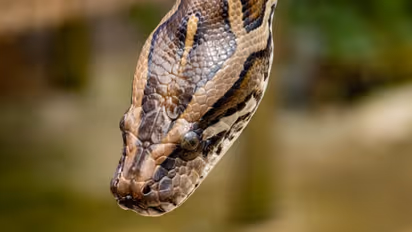 Python