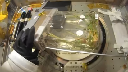 china tiangong space station rice harvest