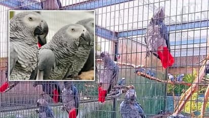 Parrots in British Zoo Separated for Using Bad Words