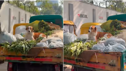 Bengaluru Viral Video: Dog Sits On Vegetables On Truck, Sparks Hygiene Debate | WATCH
