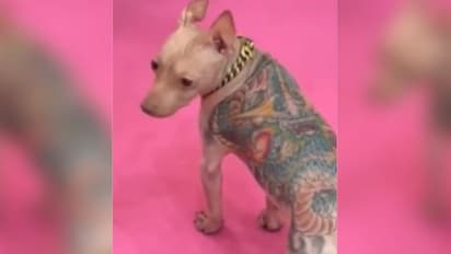 Tattooing Dog Without Anesthesia