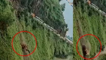 Bulldozer Falls into Gorge