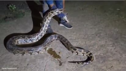 Python Attack representative image