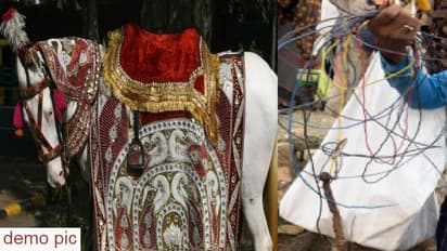 घोड़ी की जान