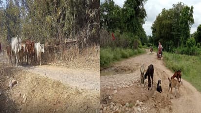 झारखंंड न्यूज