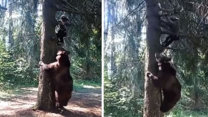 camping beer attack on hiker