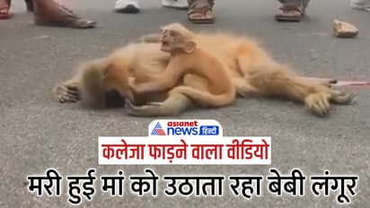 heart wrenching video baby Golden Langur