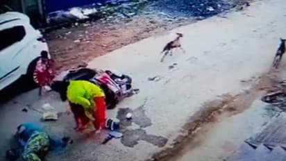 Terror of street dogs 