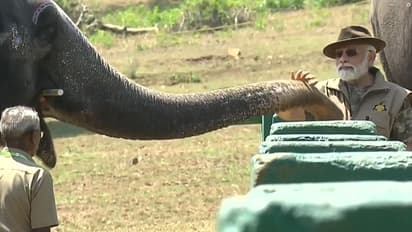 Narendra Modi with elephant