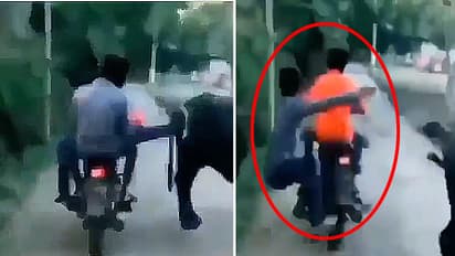 instant karma viral video