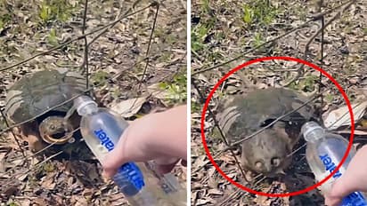 women giving water to tortoise