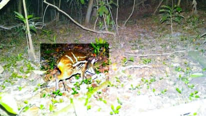Indian Mouse Deer