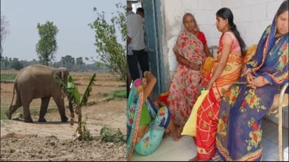 elephant attack in bihar