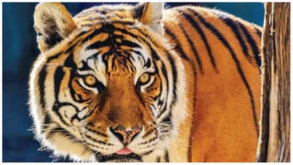 tiger seen in rajasthan