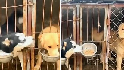 most clever dog just like politicians