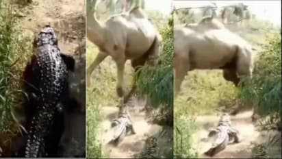 crocodile attack on camel