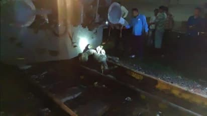 buffalo collide with train