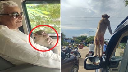 Monkey travels in car with MP