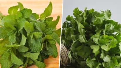 mint and coriander