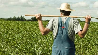 Opium cultivation in Rajasthan
