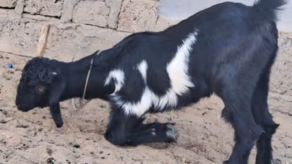 Bakra Eid 2024 Ramadan