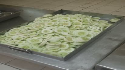 flies and cockroches 1