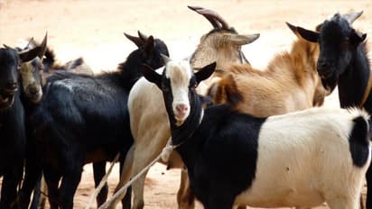 Rajasthan government