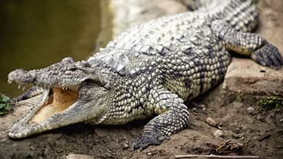 Crocodile