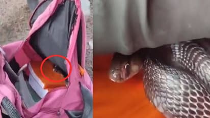 shocking stories in five feet dangerous cobra hidden in student school bag