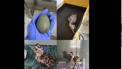 Rajasthan Government Forest Department