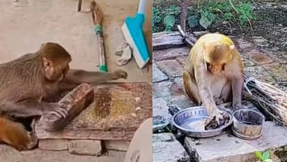 UP raebareli bandar rani social media sensation youtube channel family work 15 lakh earnings